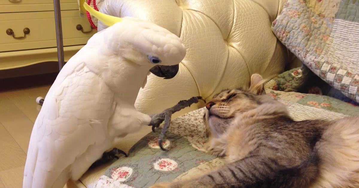 Ein schüchterner Papagei weckt sanft eine Katze! Ich habe so etwas noch nie gesehen!